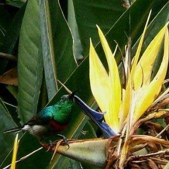 Mandela`s Gold Strelitzia reginae Seeds - 5 Pack - Rare South African Indigenous Shrub - Global Ship