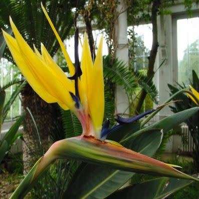 Mandela`s Gold Strelitzia reginae Seeds - 5 Pack - Rare South African Indigenous Shrub - Global Ship