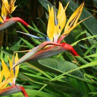 Mandela`s Gold Strelitzia reginae Seeds - 5 Pack - Rare South African Indigenous Shrub - Global Ship