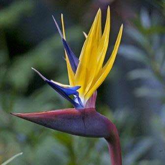 Mandela`s Gold Strelitzia reginae Seeds - 5 Pack - Rare South African Indigenous Shrub - Global Ship