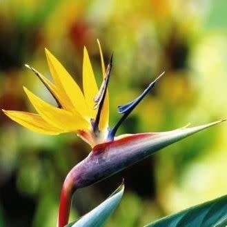 Mandela`s Gold Strelitzia reginae Seeds - 5 Pack - Rare South African Indigenous Shrub - Global Ship