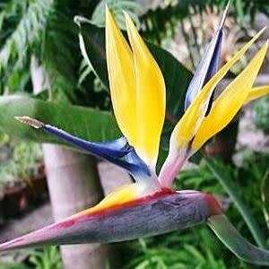 Mandela`s Gold Strelitzia reginae Seeds - 5 Pack - Rare South African Indigenous Shrub - Global Ship