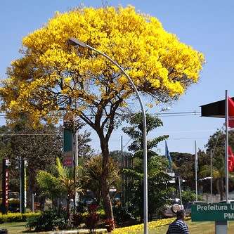 Tabebuia chrysotricha - Golden Trumpet Tree Seeds - Exotic Tree - Flat Ship Rate