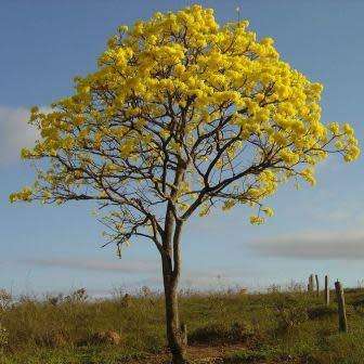 Tabebuia chrysotricha - Golden Trumpet Tree Seeds - Exotic Tree - Flat Ship Rate
