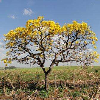 Tabebuia chrysotricha - Golden Trumpet Tree Seeds - Exotic Tree - Flat Ship Rate
