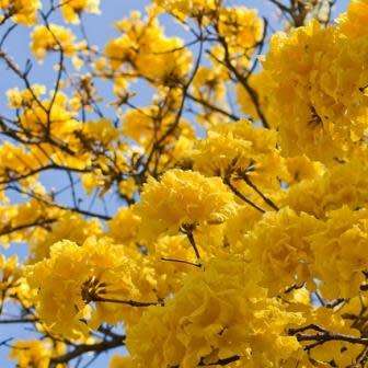 Tabebuia chrysotricha - Golden Trumpet Tree Seeds - Exotic Tree - Flat Ship Rate