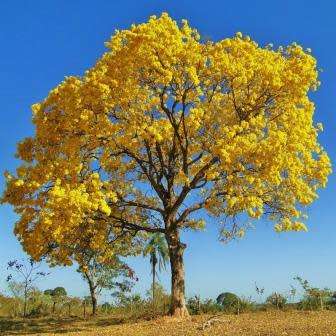 Tabebuia chrysotricha - Golden Trumpet Tree Seeds - Exotic Tree - Flat Ship Rate