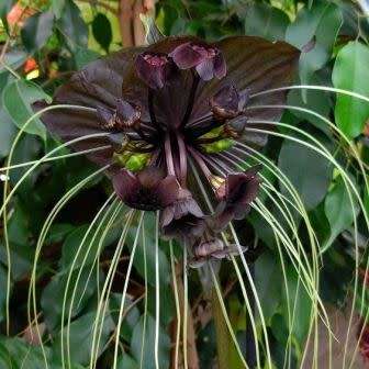 Black Bat Flower Plant Seeds ~ Tacca chantrieri Seeds - Exotic Perennial Bulb Seeds