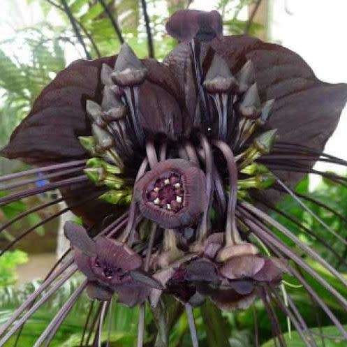 Black Bat Flower Plant Seeds ~ Tacca chantrieri Seeds - Exotic Perennial Bulb Seeds