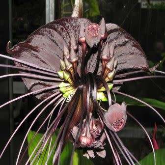 Black Bat Flower Plant Seeds ~ Tacca chantrieri Seeds - Exotic Perennial Bulb Seeds