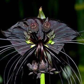 Black Bat Flower Plant Seeds ~ Tacca chantrieri Seeds - Exotic Perennial Bulb Seeds