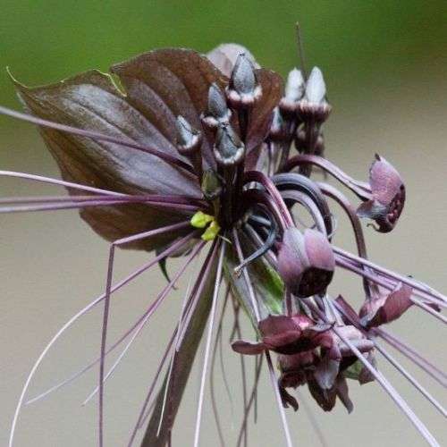 Black Bat Flower Plant Seeds ~ Tacca chantrieri Seeds - Exotic Perennial Bulb Seeds