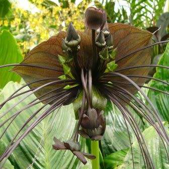 Black Bat Flower Plant Seeds ~ Tacca chantrieri Seeds - Exotic Perennial Bulb Seeds