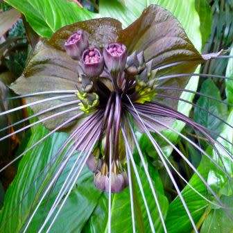 Black Bat Flower Plant Seeds ~ Tacca chantrieri Seeds - Exotic Perennial Bulb Seeds