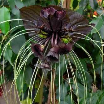 Black Bat Flower Plant Seeds ~ Tacca chantrieri Seeds - Exotic Perennial Bulb Seeds