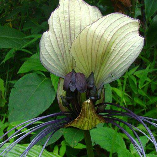 Giant White Batflower - 5 Tacca integrifolia Seeds + GIFTS - Exotic Indoor Bulb Seeds from Africa
