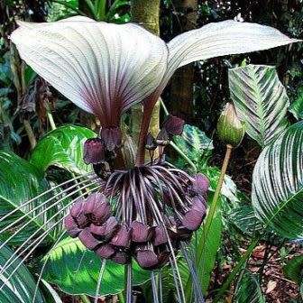 Giant White Batflower - 5 Tacca integrifolia Seeds + GIFTS - Exotic Indoor Bulb Seeds from Africa