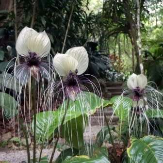Giant White Batflower - 5 Tacca integrifolia Seeds + GIFTS - Exotic Indoor Bulb Seeds from Africa