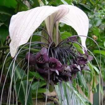 Giant White Batflower - 5 Tacca integrifolia Seeds + GIFTS - Exotic Indoor Bulb Seeds from Africa