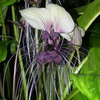 Giant White Batflower - 5 Tacca integrifolia Seeds + GIFTS - Exotic Indoor Bulb Seeds from Africa