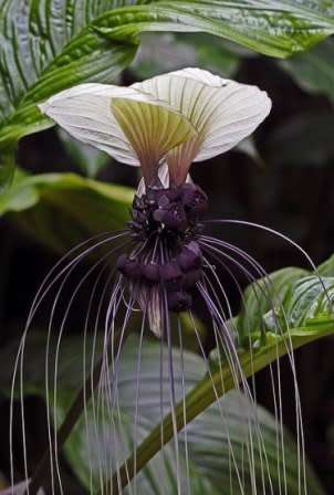 Giant White Batflower - 5 Tacca integrifolia Seeds + GIFTS - Exotic Indoor Bulb Seeds from Africa
