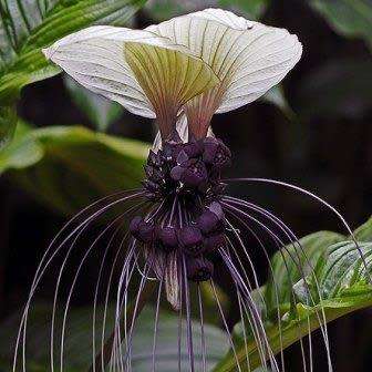 Giant White Batflower - 5 Tacca integrifolia Seeds + GIFTS - Exotic Indoor Bulb Seeds from Africa