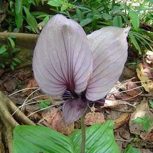 Giant White Batflower - 5 Tacca integrifolia Seeds + GIFTS - Exotic Indoor Bulb Seeds from Africa