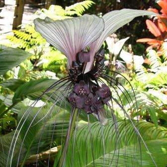 Giant White Batflower - 5 Tacca integrifolia Seeds + GIFTS - Exotic Indoor Bulb Seeds from Africa