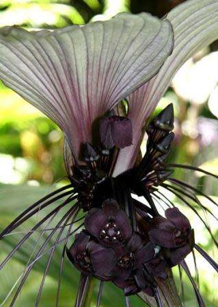 Giant White Batflower - 5 Tacca integrifolia Seeds + GIFTS - Exotic Indoor Bulb Seeds from Africa