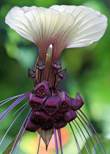 Giant White Batflower - 5 Tacca integrifolia Seeds + GIFTS - Exotic Indoor Bulb Seeds from Africa
