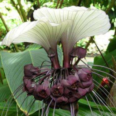 Giant White Batflower - 5 Tacca integrifolia Seeds + GIFTS - Exotic Indoor Bulb Seeds from Africa