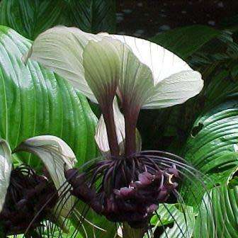 Giant White Batflower - 5 Tacca integrifolia Seeds + GIFTS - Exotic Indoor Bulb Seeds from Africa