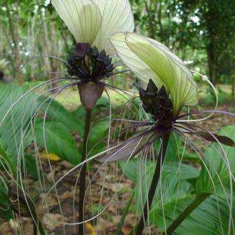 Giant White Batflower - 5 Tacca integrifolia Seeds + GIFTS - Exotic Indoor Bulb Seeds from Africa