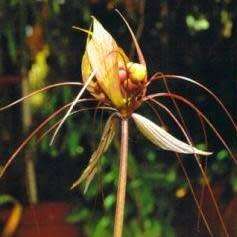 5 Bat Flower - Tacca multifida Seeds - Madagascan Bat Flower - Perennial Bulb - Global Shipping