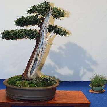 Taxus cuspidata capitata - Japanese Yew Bonsai Seeds + FREE Gifts Seeds + Bonsai eBook