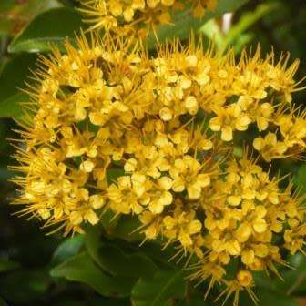 5 Thaleropia queenslandica Seeds - Golden Satinash Tree, Exotic Evergreen Flowering Tree