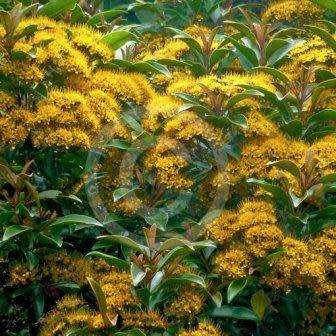 5 Thaleropia queenslandica Seeds - Golden Satinash Tree, Exotic Evergreen Flowering Tree