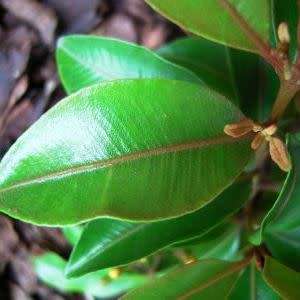 5 Thaleropia queenslandica Seeds - Golden Satinash Tree, Exotic Evergreen Flowering Tree