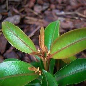 5 Thaleropia queenslandica Seeds - Golden Satinash Tree, Exotic Evergreen Flowering Tree