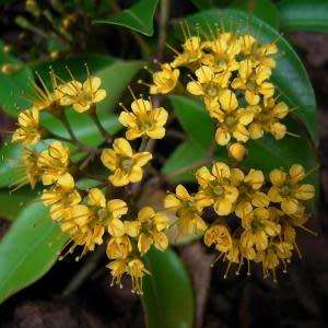 5 Thaleropia queenslandica Seeds - Golden Satinash Tree, Exotic Evergreen Flowering Tree