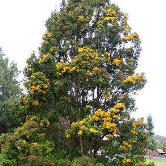5 Thaleropia queenslandica Seeds - Golden Satinash Tree, Exotic Evergreen Flowering Tree