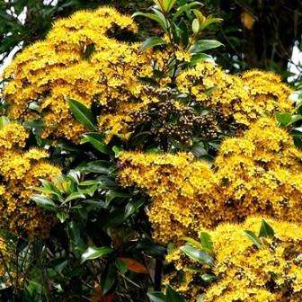 5 Thaleropia queenslandica Seeds - Golden Satinash Tree, Exotic Evergreen Flowering Tree