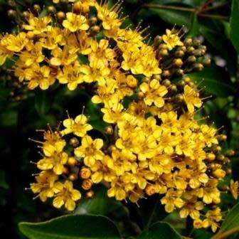 5 Thaleropia queenslandica Seeds - Golden Satinash Tree, Exotic Evergreen Flowering Tree
