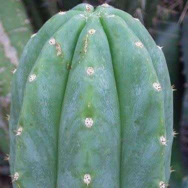 5 San Pedro Cactus Seeds - Trichocereus pachanoi Seeds - Ethnobotanical - Combined Shipping