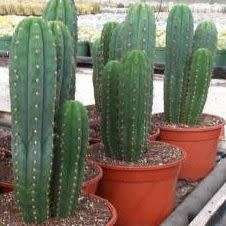 5 San Pedro Cactus Seeds - Trichocereus pachanoi Seeds - Ethnobotanical - Combined Shipping