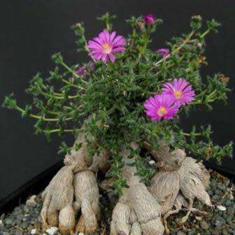 Trichodiadema bulbosum Seeds - South African Indigenous Succulent - Combined Shipping