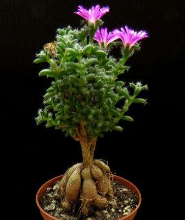 Trichodiadema bulbosum Seeds - South African Indigenous Succulent - Combined Shipping