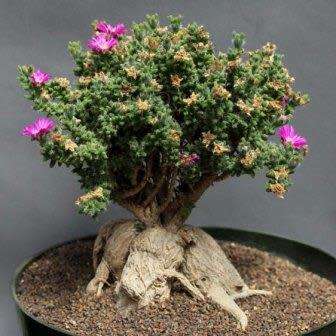 Trichodiadema bulbosum Seeds - South African Indigenous Succulent - Combined Shipping