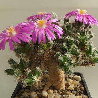 Trichodiadema bulbosum Seeds - South African Indigenous Succulent - Combined Shipping