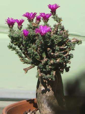 Trichodiadema bulbosum Seeds - South African Indigenous Succulent - Combined Shipping